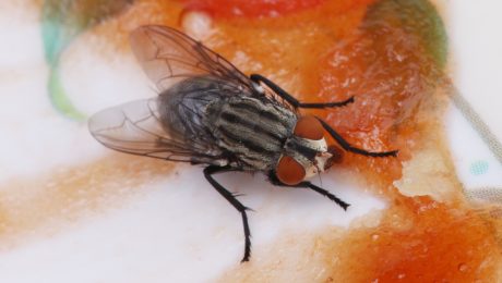 mucha konzumuje potraviny