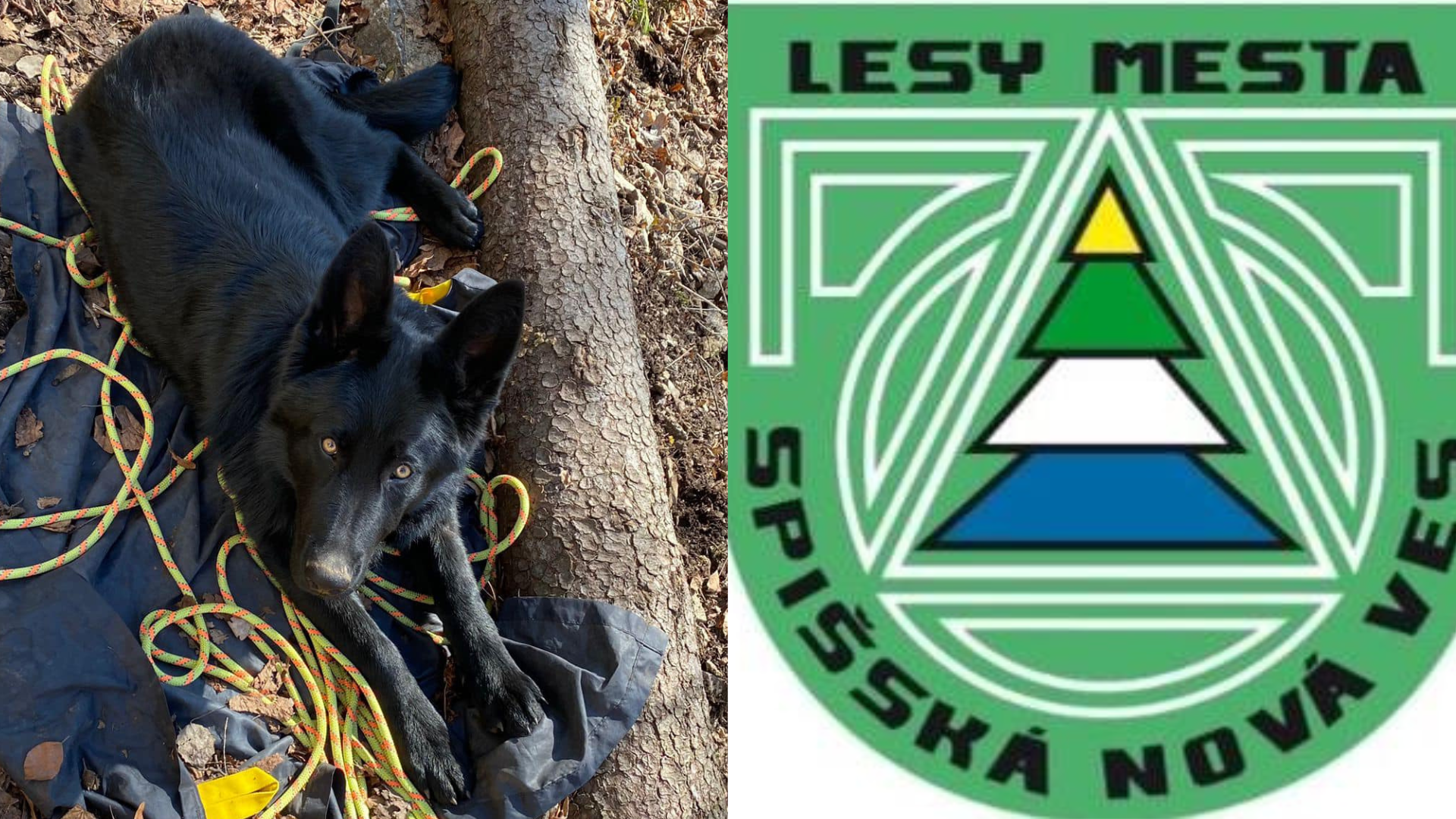 Psa malo zraziť auto lesníkov