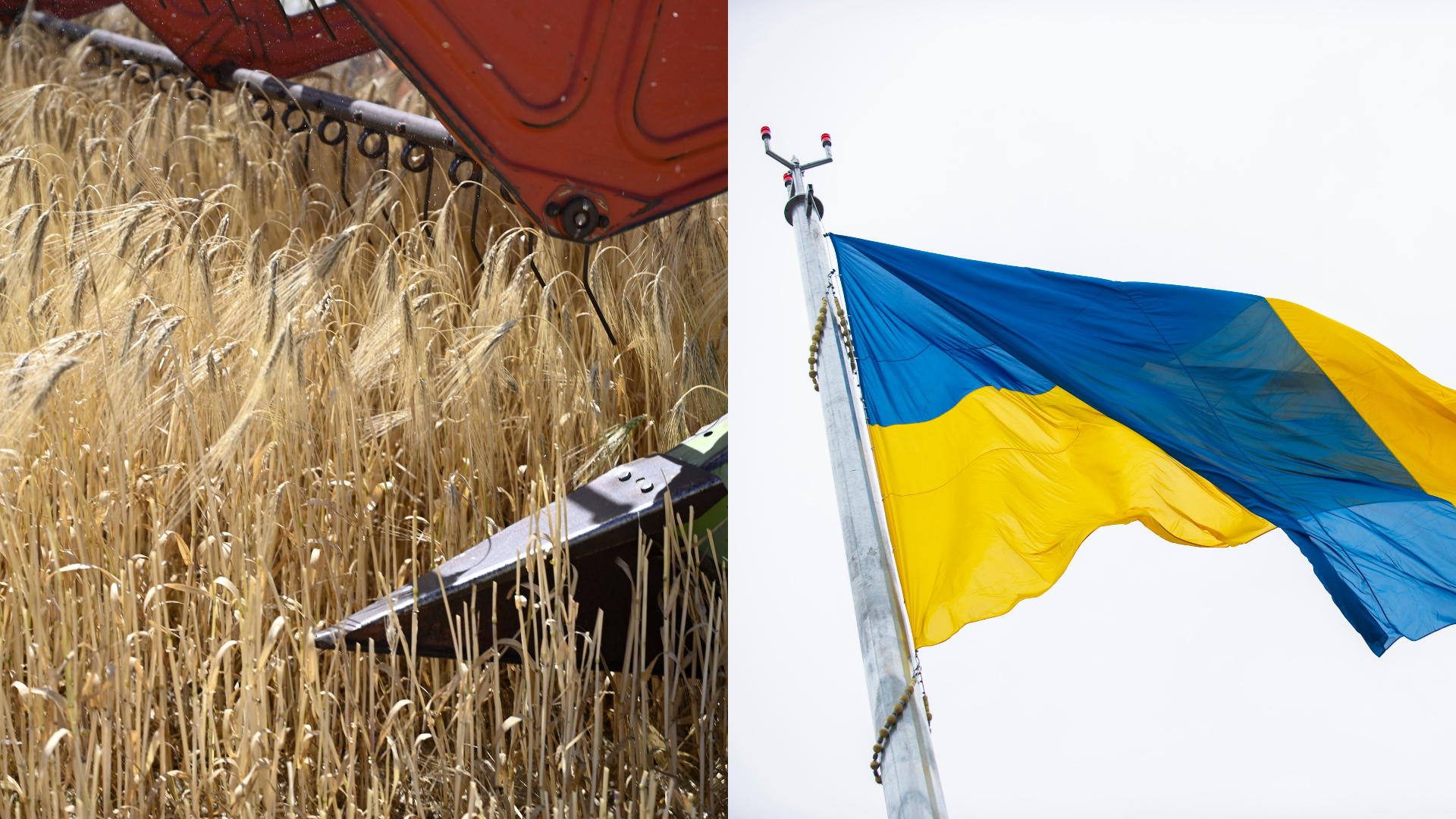 Do Słowacji dotarło aż 1500 ton niebezpiecznego zboża z Ukrainy