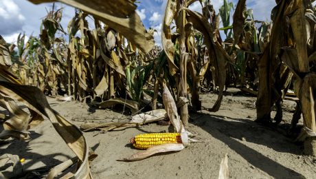 sucho poľnohospodárstvo