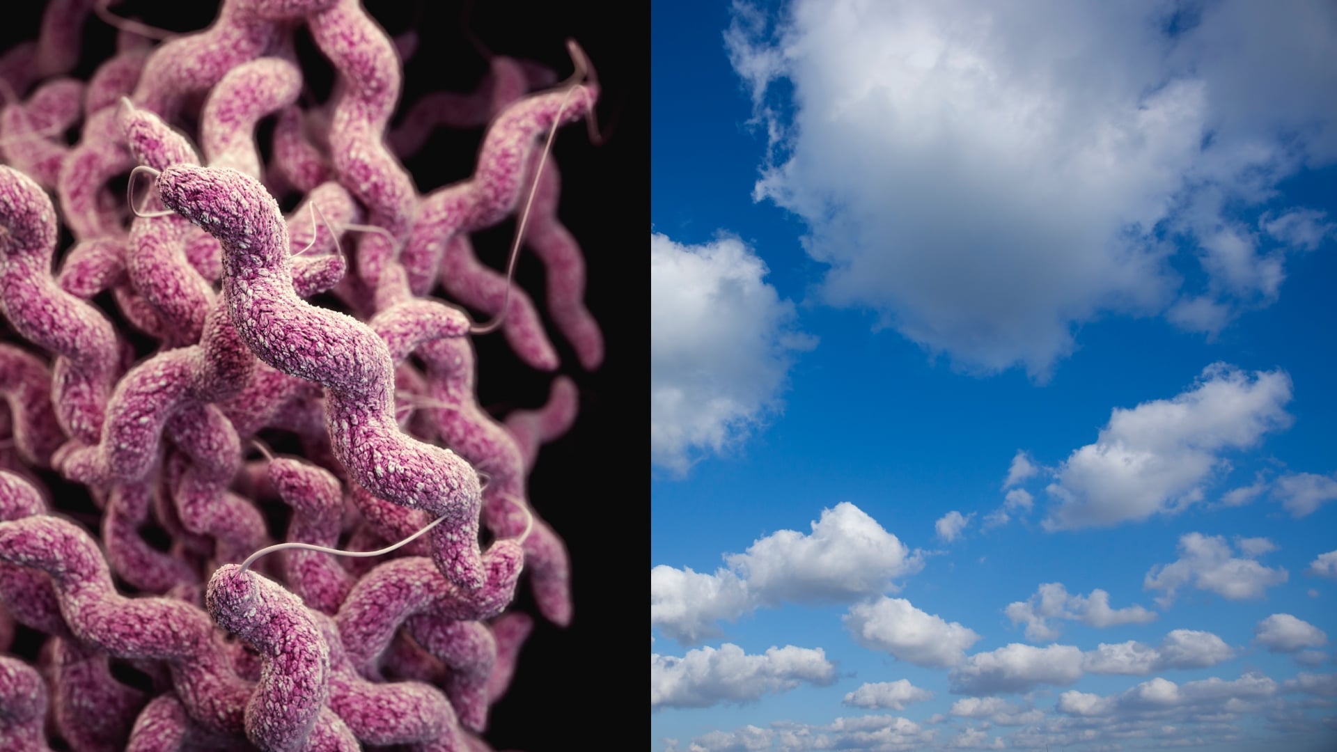 Baktérie lietajú v oblakoch