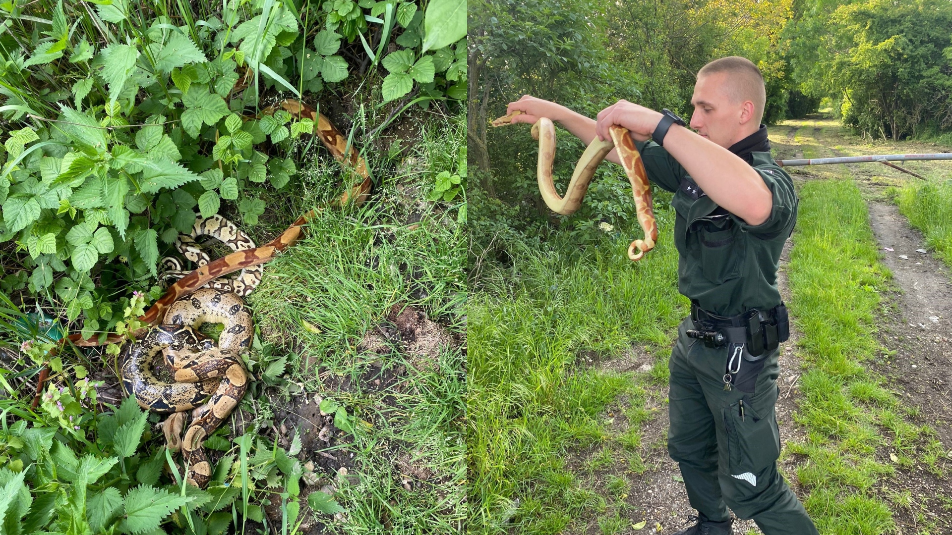 polícia nález hadov pri Bellovej vsi
