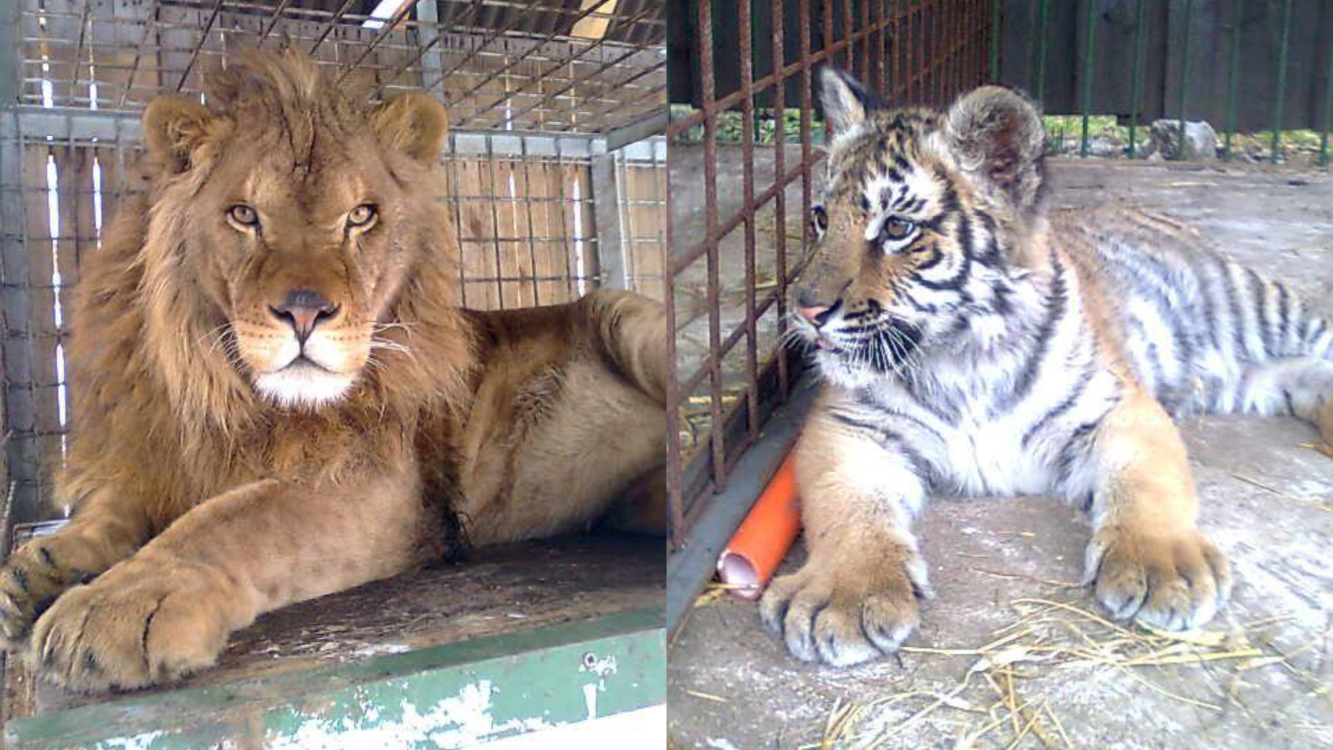 Lev a Tiger v klietkach na ranči pri Žiline