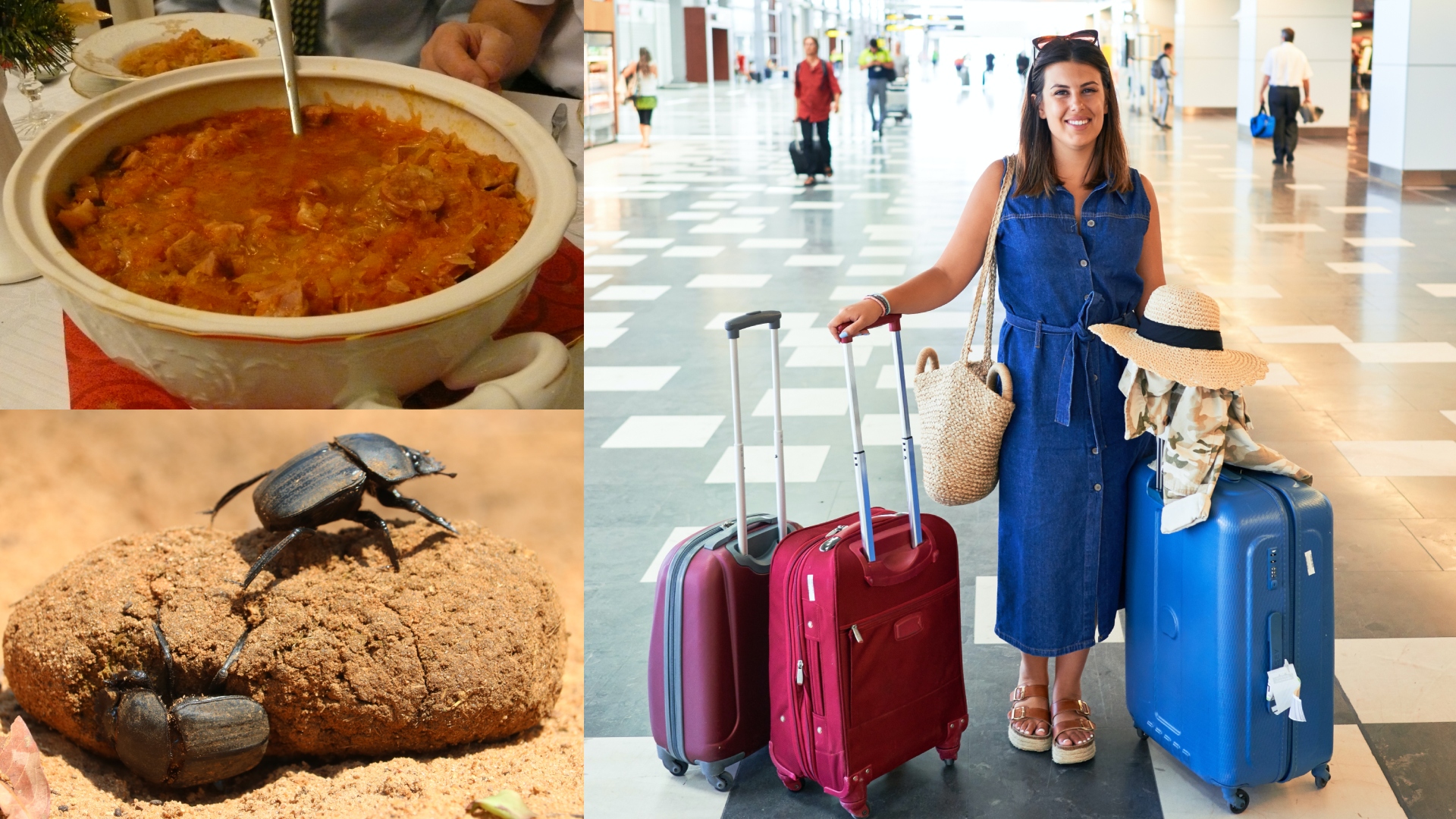 kapustnica, výkaly, hmyz a žena s kuframi