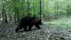 Na snímke je medveď videný v lokalite Sliač.
