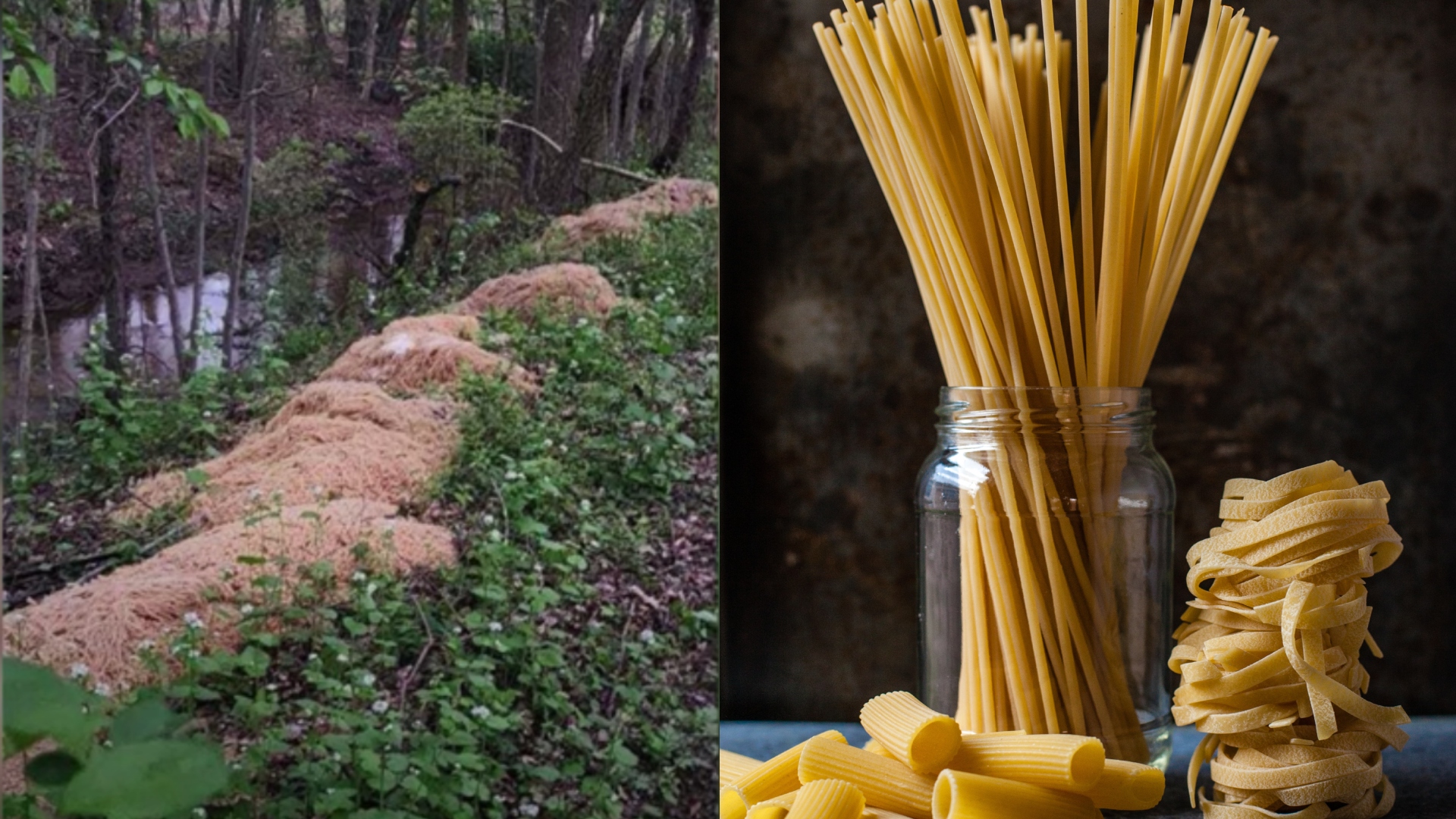 Tony cestovín v lese