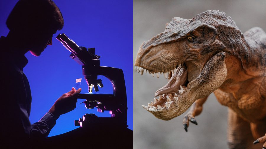 Vedec, mikroskop, tyrannosaurus rex