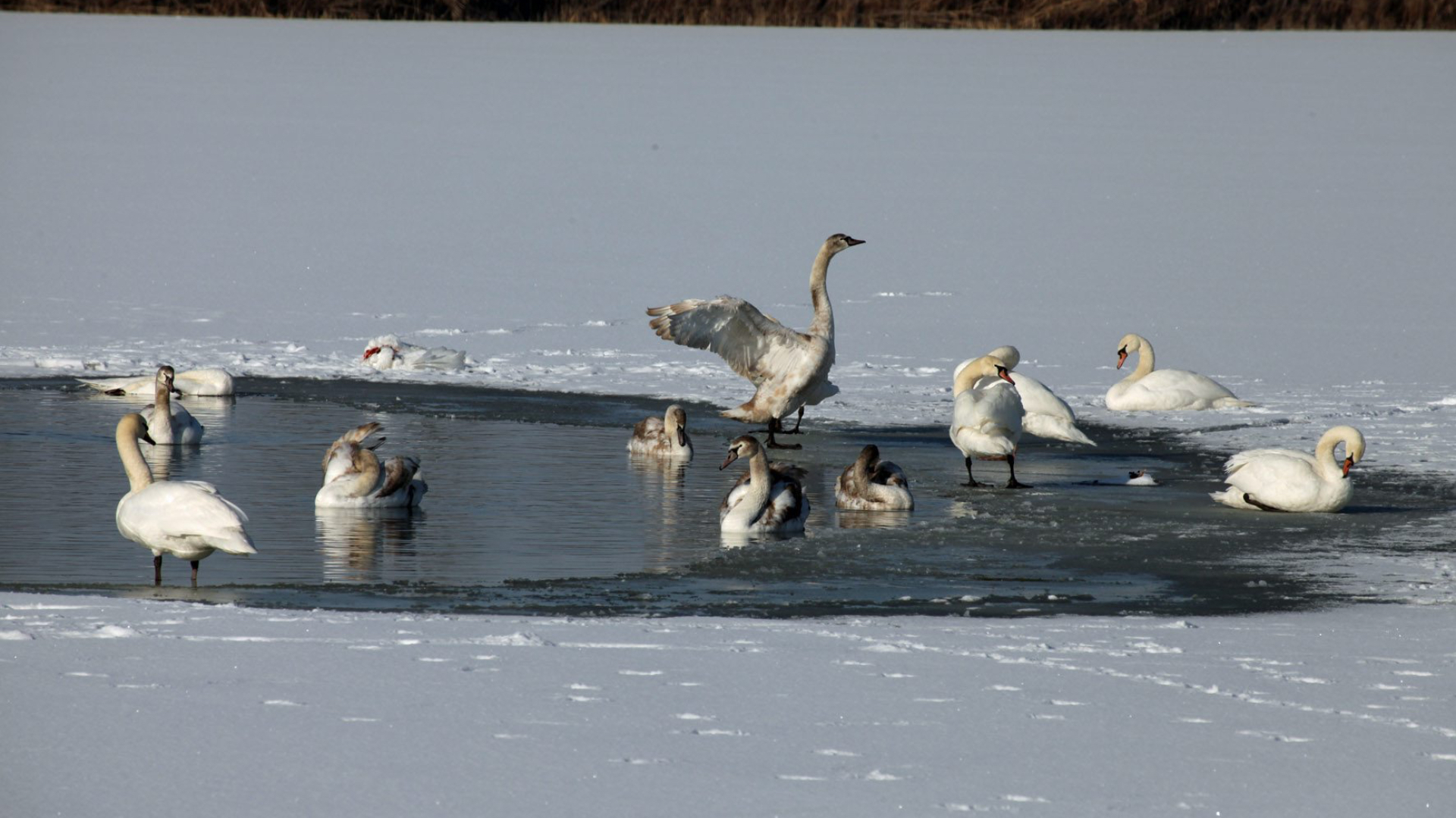 Labute, veterinári hlásia prípady vtáčej chrípky
