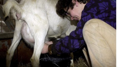 Na snímke o mladé kozy a kozliatka sa stará ošetrovateľka