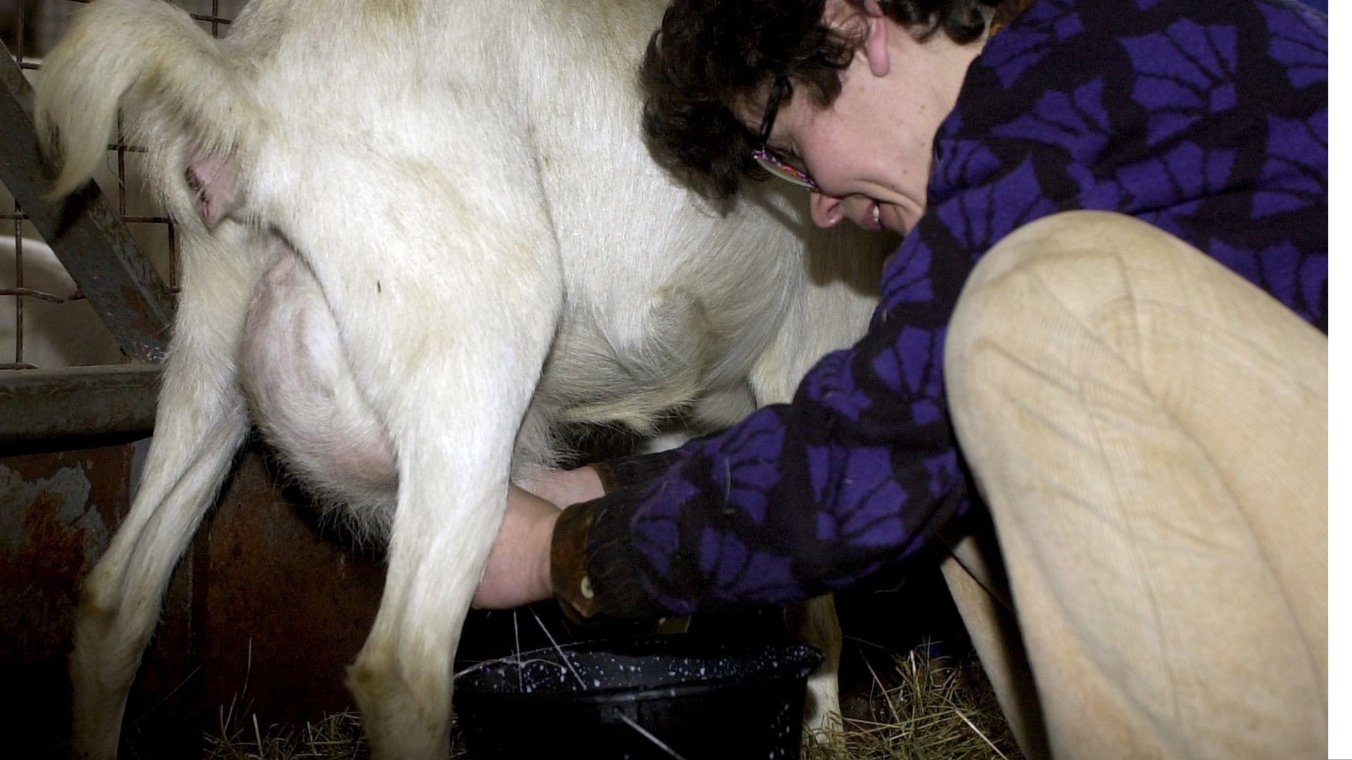 Na snímke o mladé kozy a kozliatka sa stará ošetrovateľka