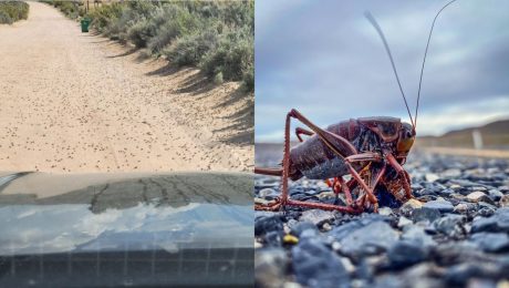 Mormónske svrčky sú všade, kam sa obyvatelia Nevady len pozrú