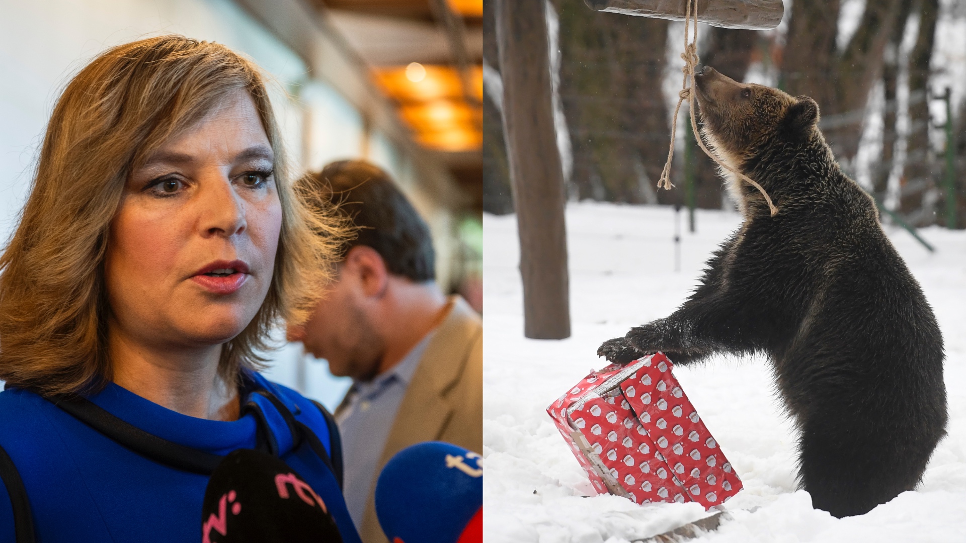 veronika remišová, medveď