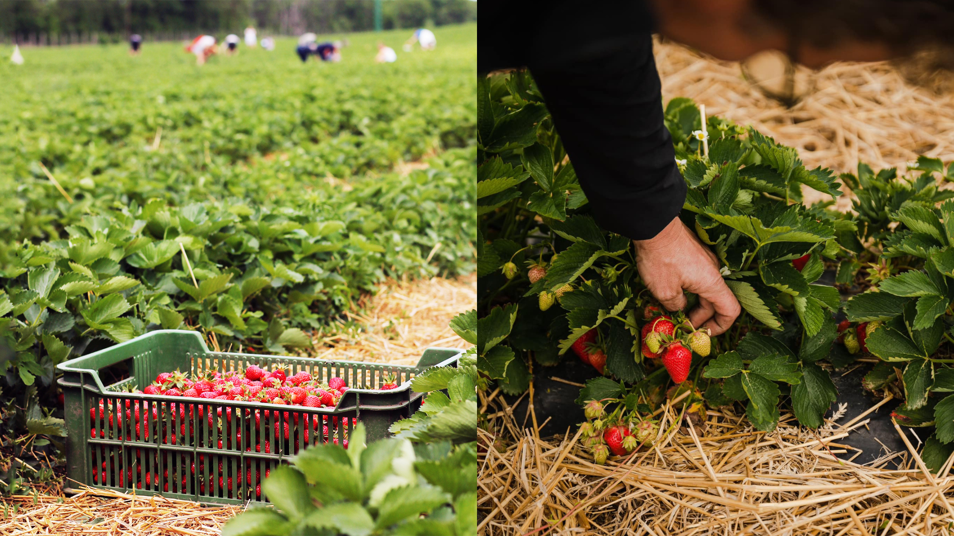 Debnička plan jahôd a človek oberajúci jahody