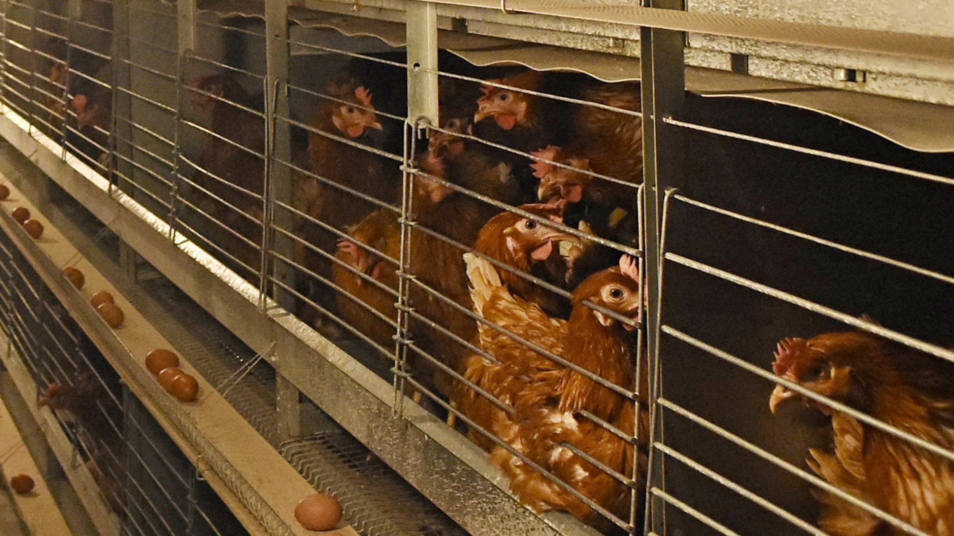 Sliepky natlačené v klietkach