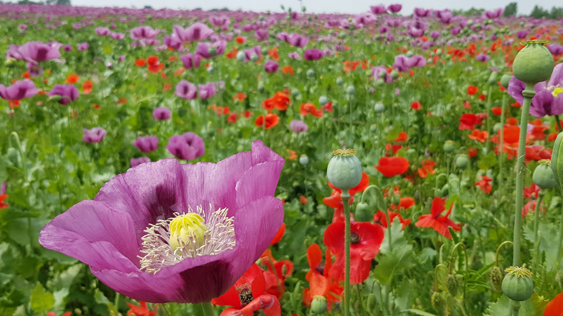 Pohľad na obrovské makové pole