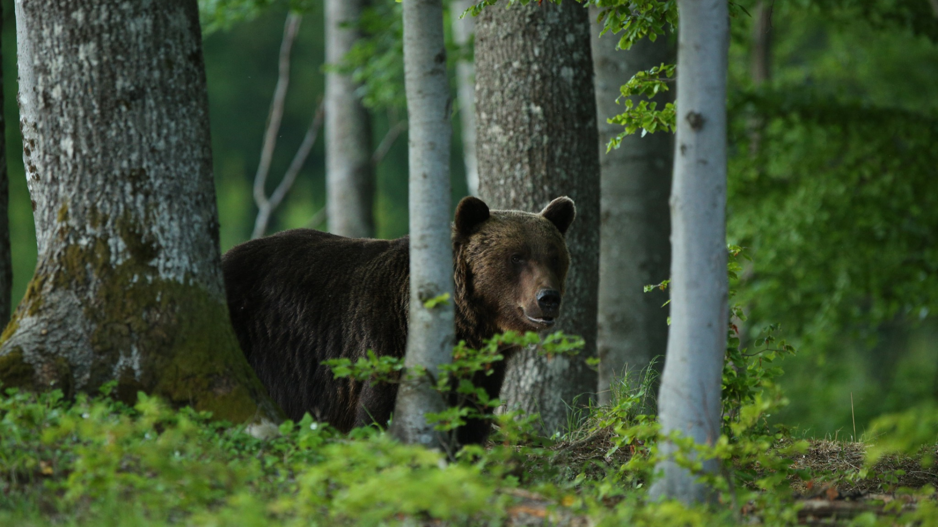 Medveď v lese