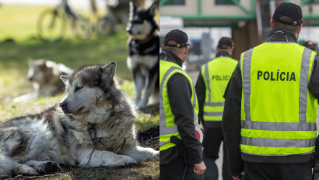 Psy na tráve a policajti v reflexních vestách