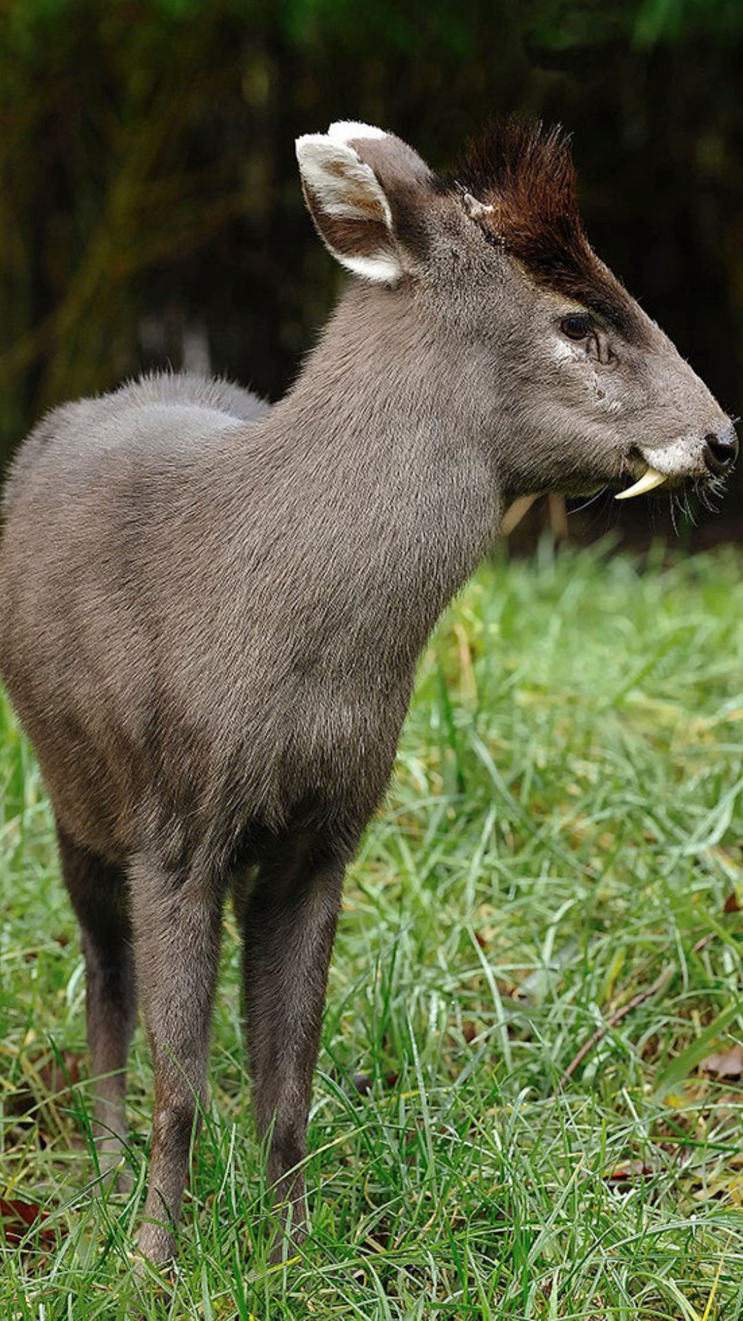 Jeleň s ťesákmi