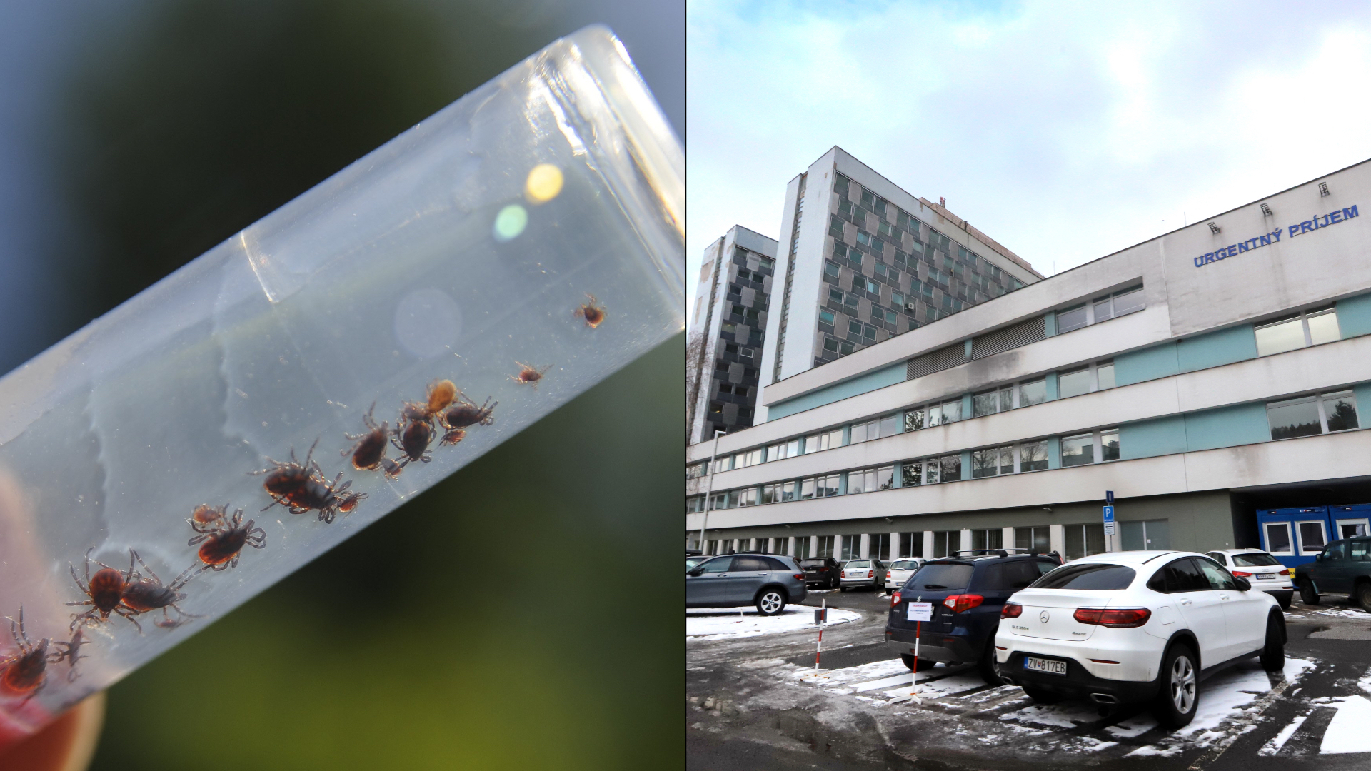 Výskyt kliešťov a nebezpečenstvo nakazenia sa kliešťovou encefalitídou