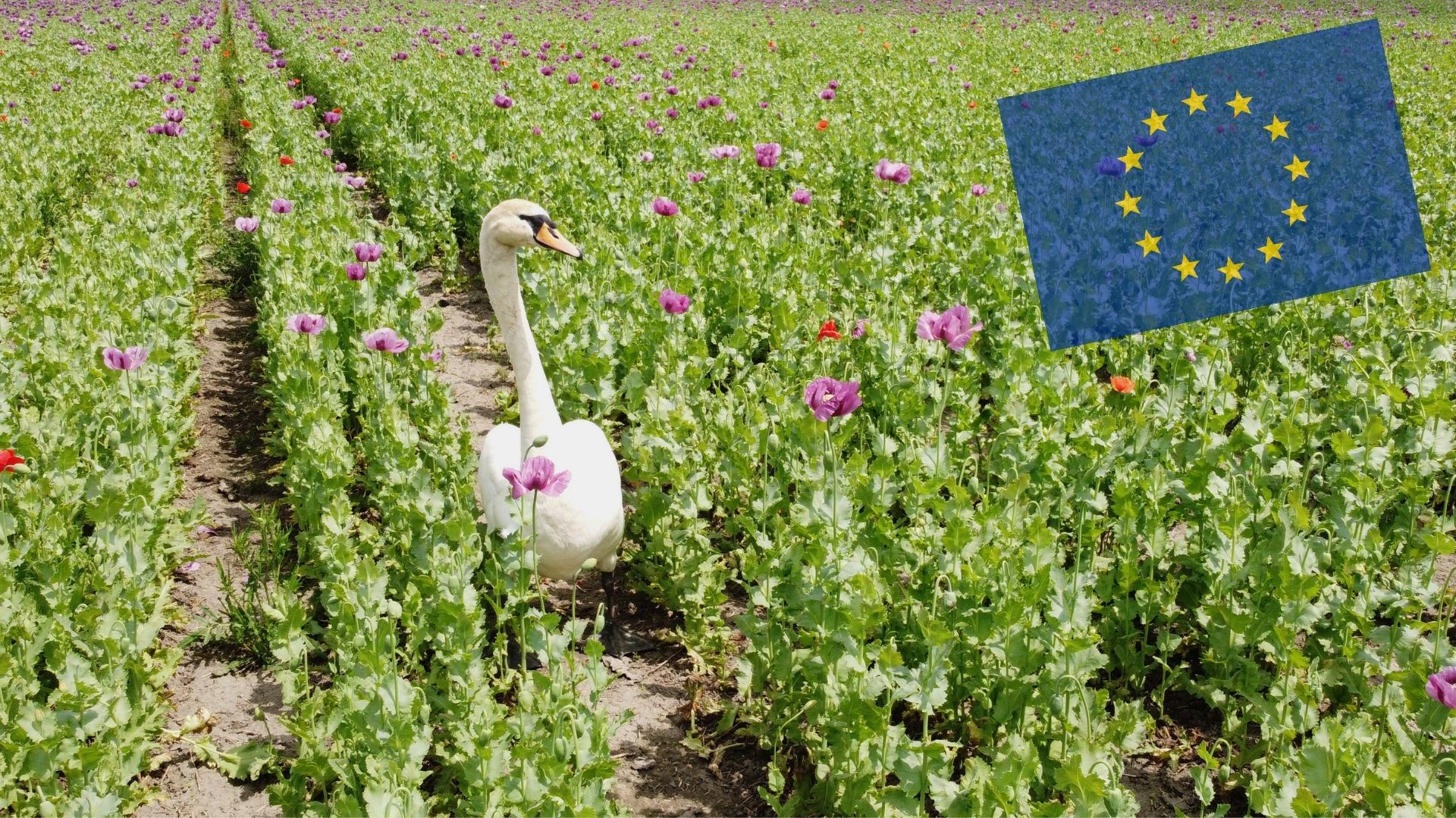 Labuť na makovom poli pri Komárne