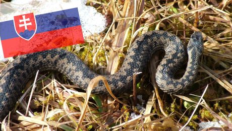 Vretenica severná na území Slovenska