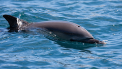 Delfín v Chorvátsku