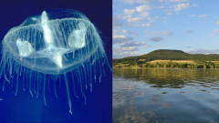 medúzka sladkovodná, Teplý vrch