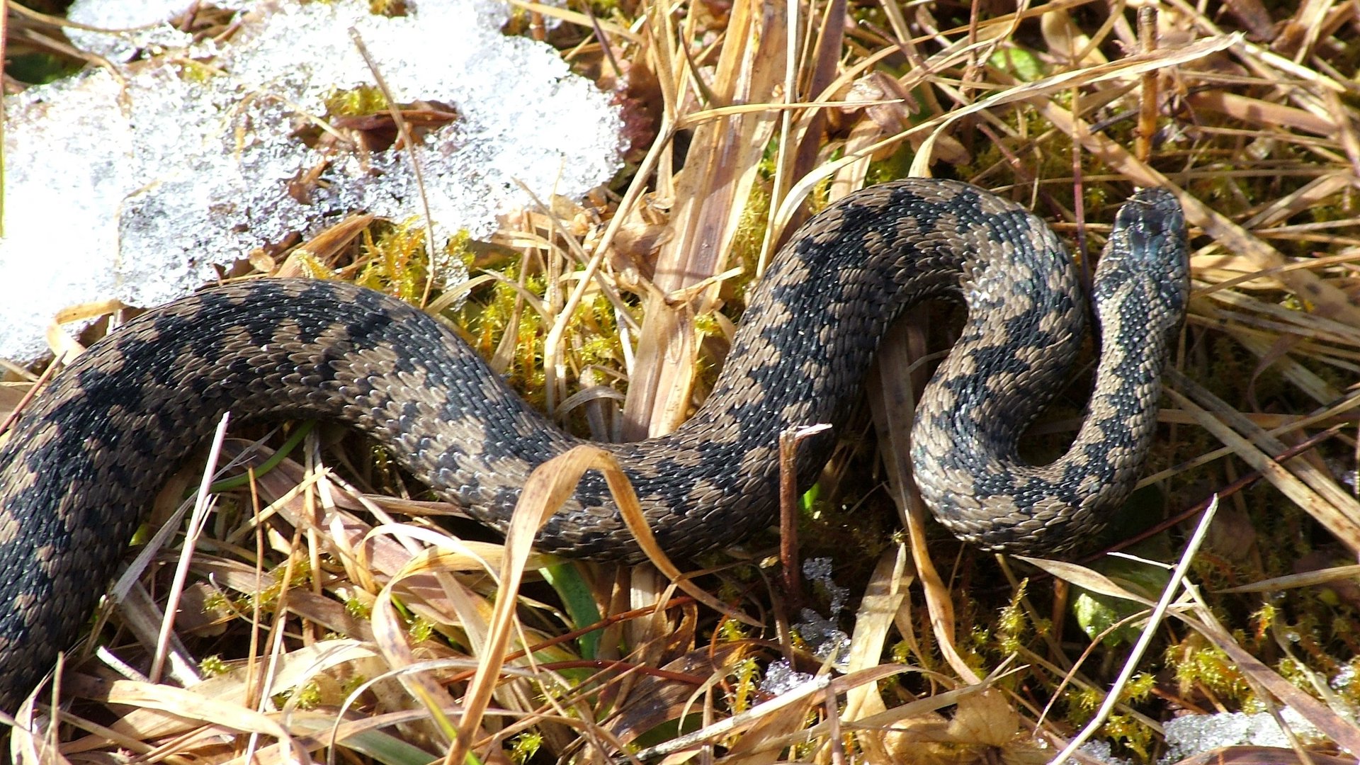 vretenica uhryznutie hadom