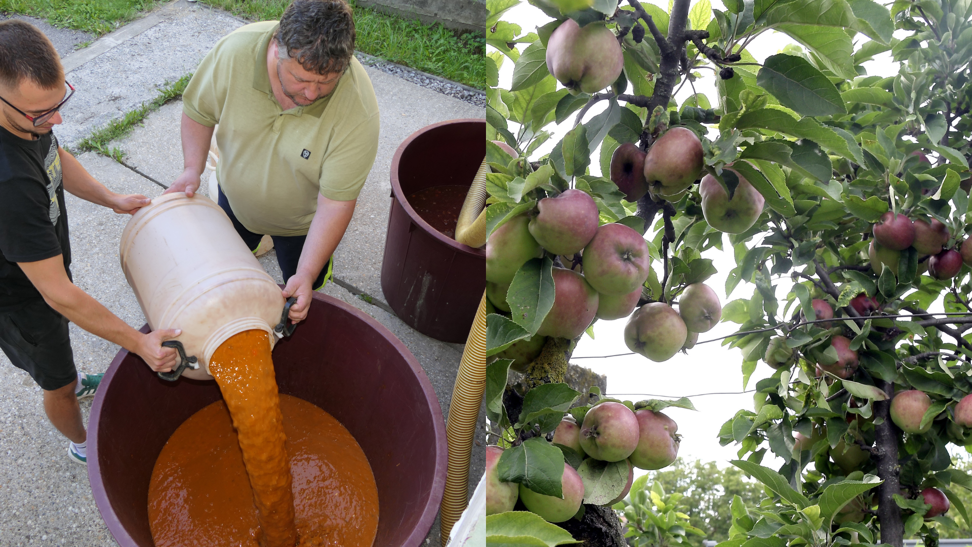 Na snímke liatie kvasu marhule do sudov v pálenici a úroda jabĺk