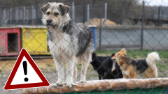 Na snímke útulok, ktorý patrí Únii vzájomnej pomoci ľudí a psov (ÚVP) v Košiciach pri Haniske