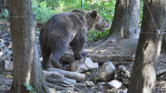 V obci Medzibrodie videli medveďa
