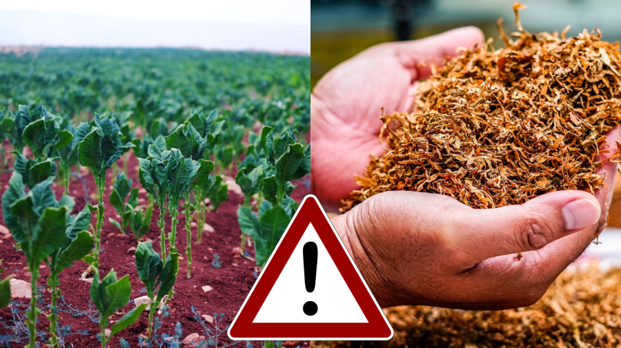 Pohľad na tabakovú plantáž a vysušený tabak v rukách