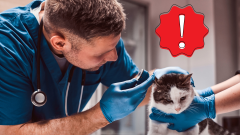 mačka u veterinára