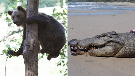Medveď na strome a krokodíl na pláži