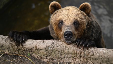 Medveď na Slovensku
