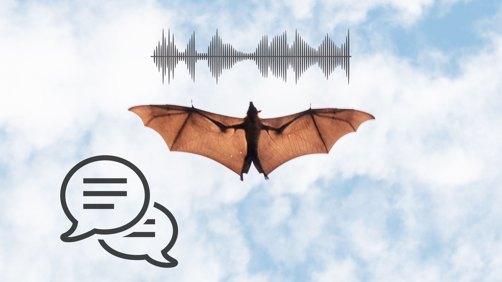 Netopier, komunikácia