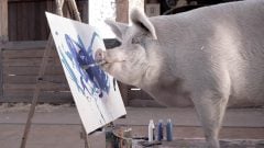 Pigcasso maľuje na plátno
