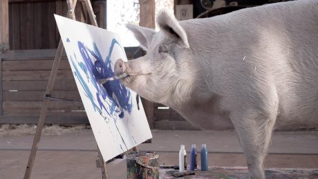 Pigcasso maľuje na plátno