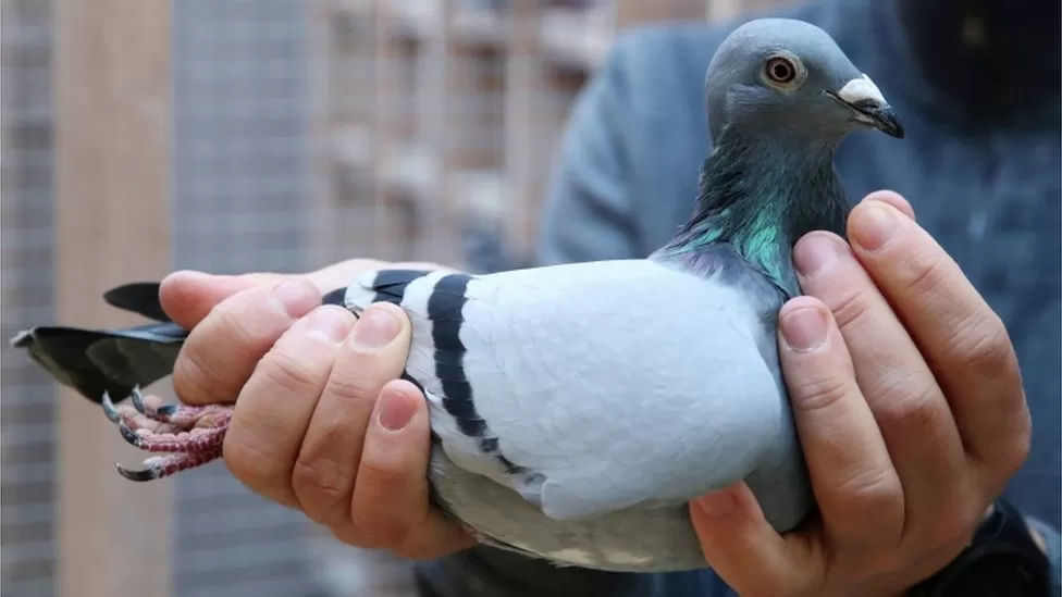 Poštový holub na dlani