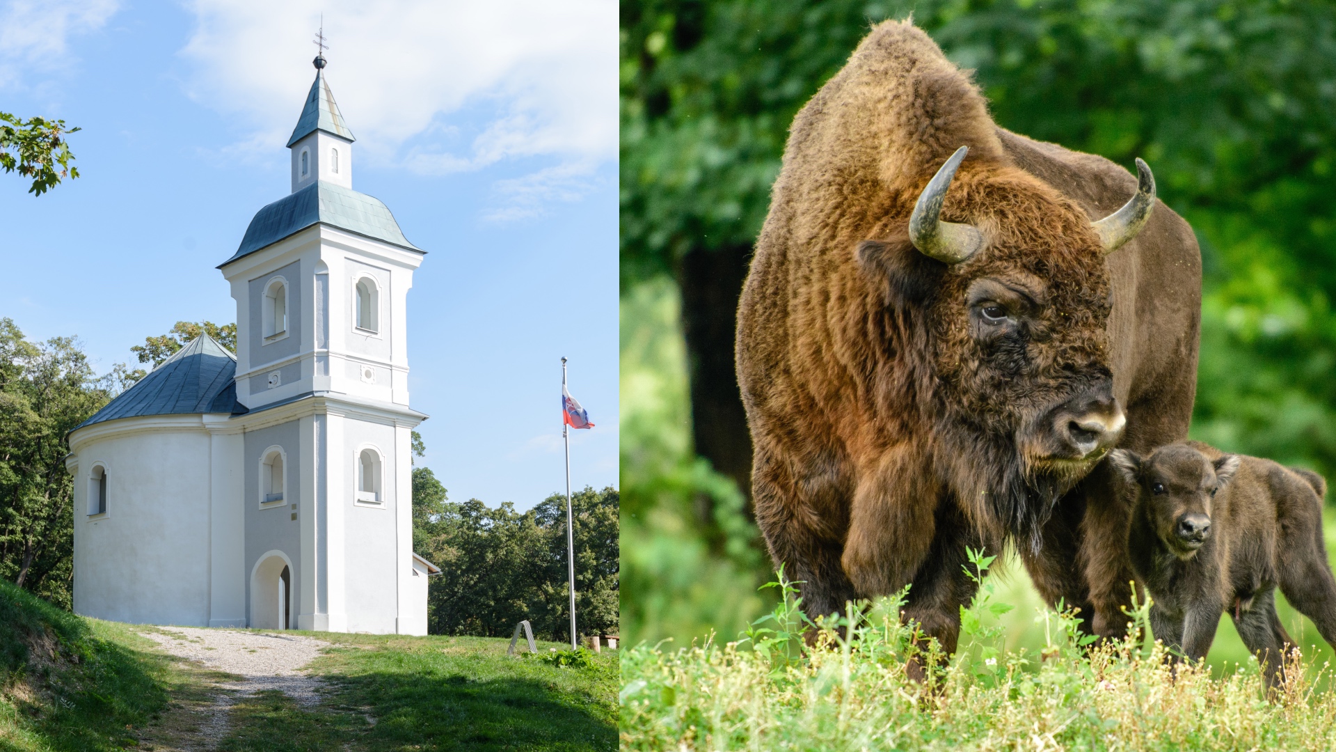 Unikátny pohľad na najväčšieho európskeho cicavca v jeho prirodzenom prostredí ponúka Zubria zvernica v Topoľčiankach