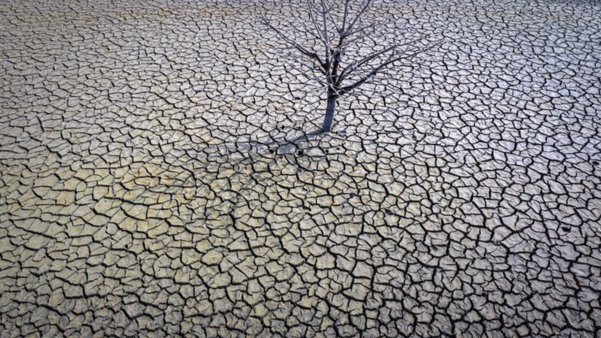 Vyschnutý strom v Španielsku