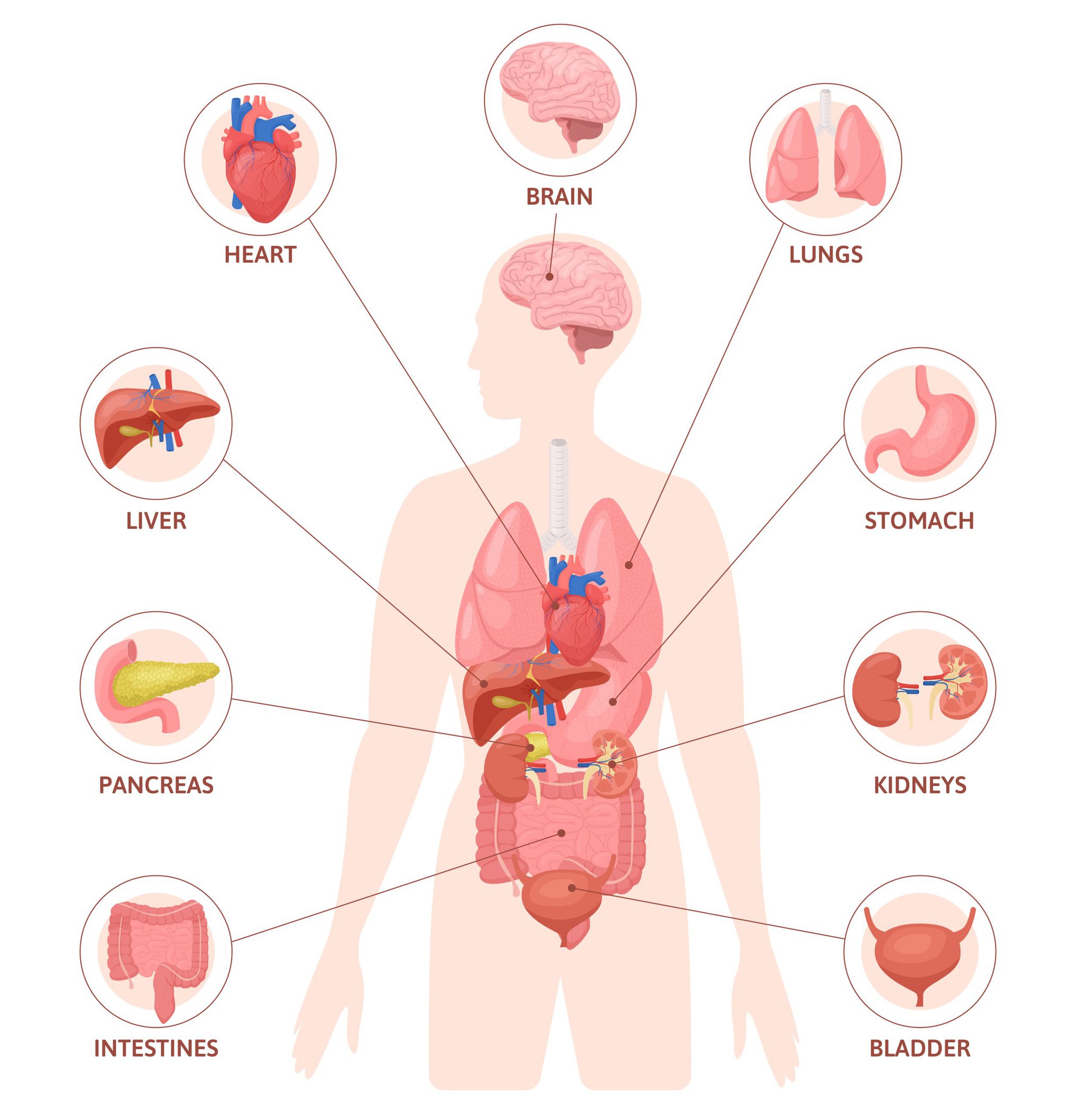 2204.q708.037.S.m012.c12.human organs flat infographics