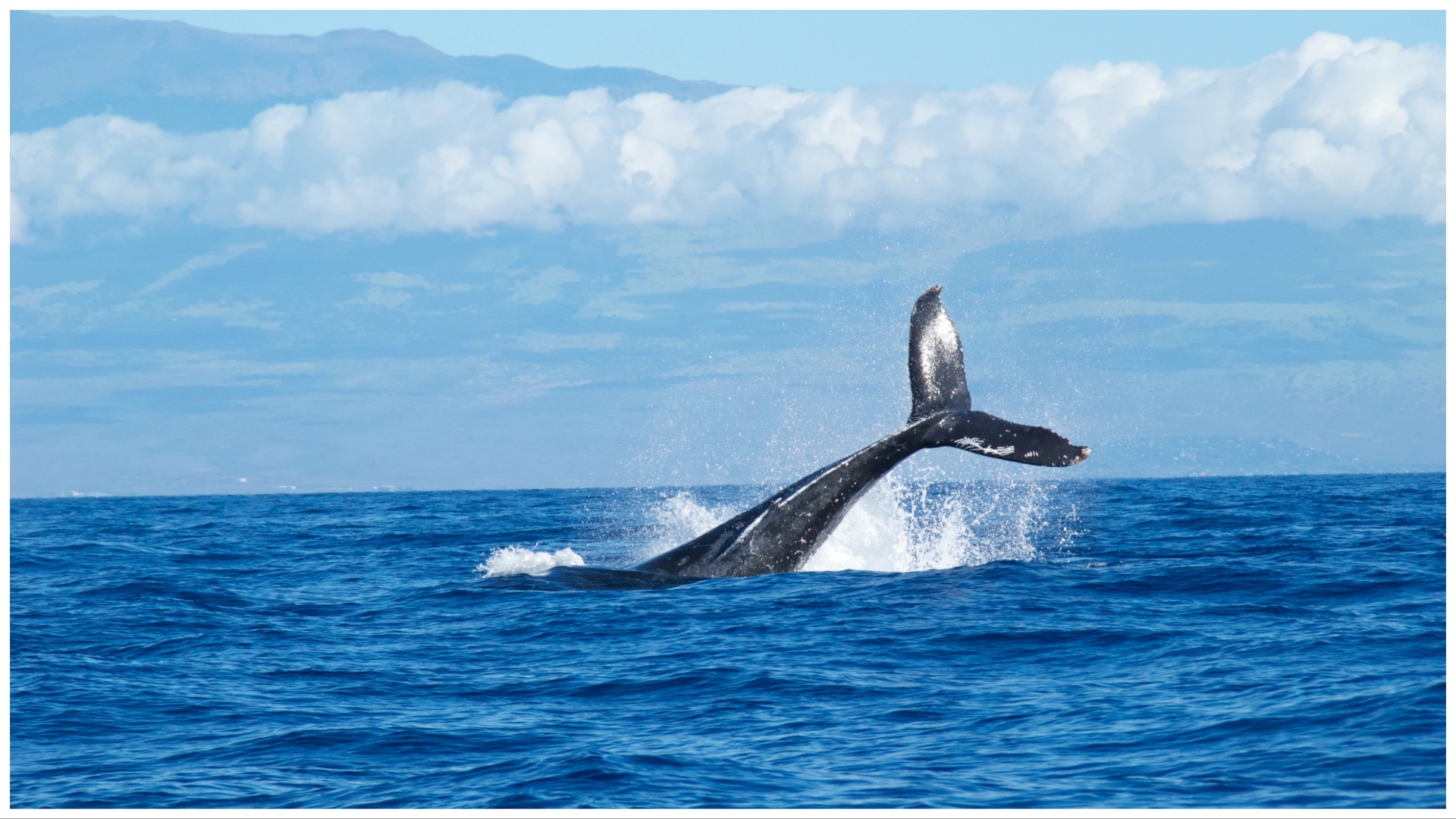 Collage Maker-03-Aug-2023-04-22-PM-2742