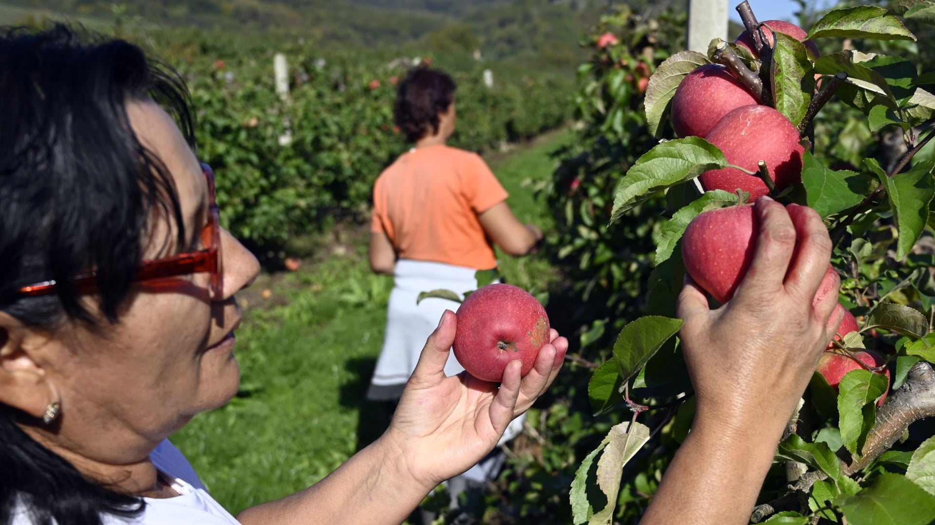 Na snímke zber jabĺk v sadoch.