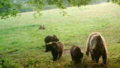 Skupina medveďov na lúke