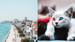 Pohľad na pobrežie v Larnace a mačky