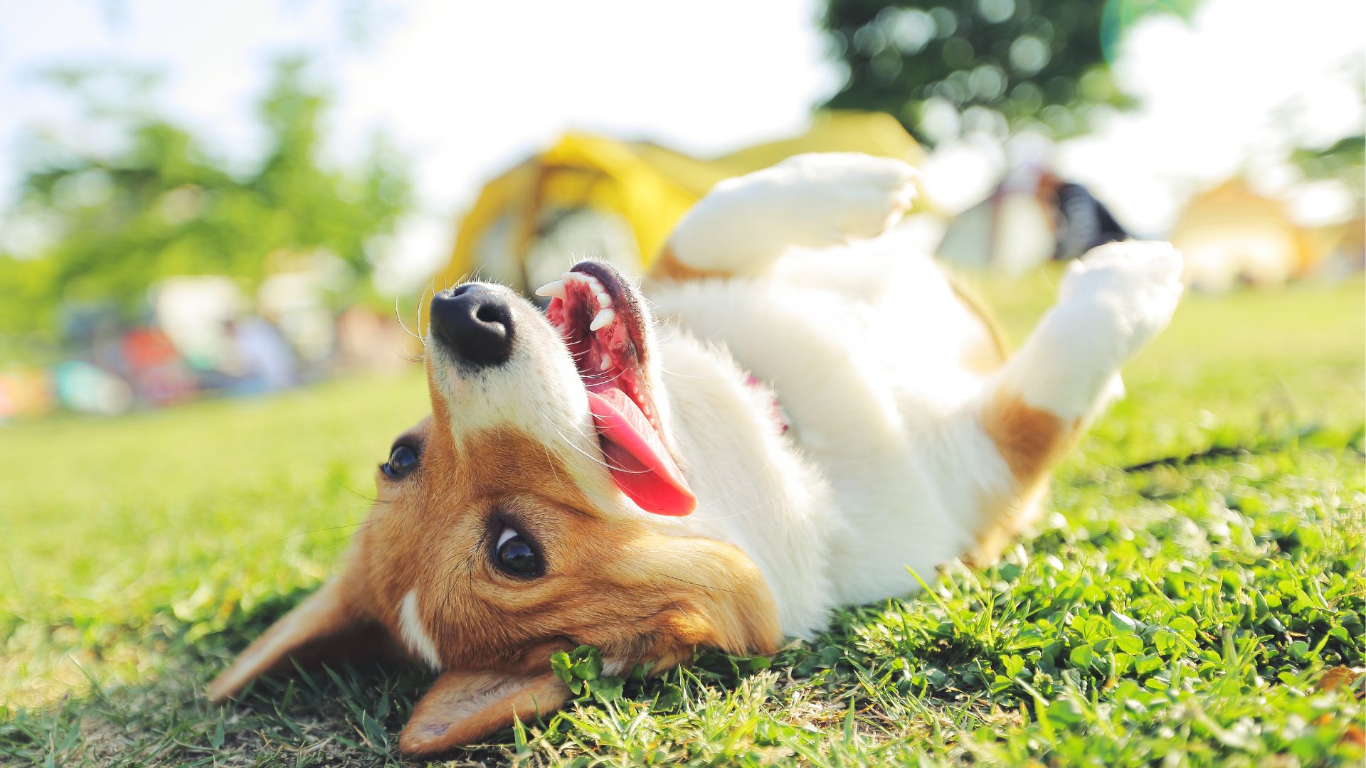 ak sa pes stratí, musí ti pomôcť polícia