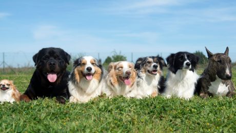 na snímke sú psy na lúke