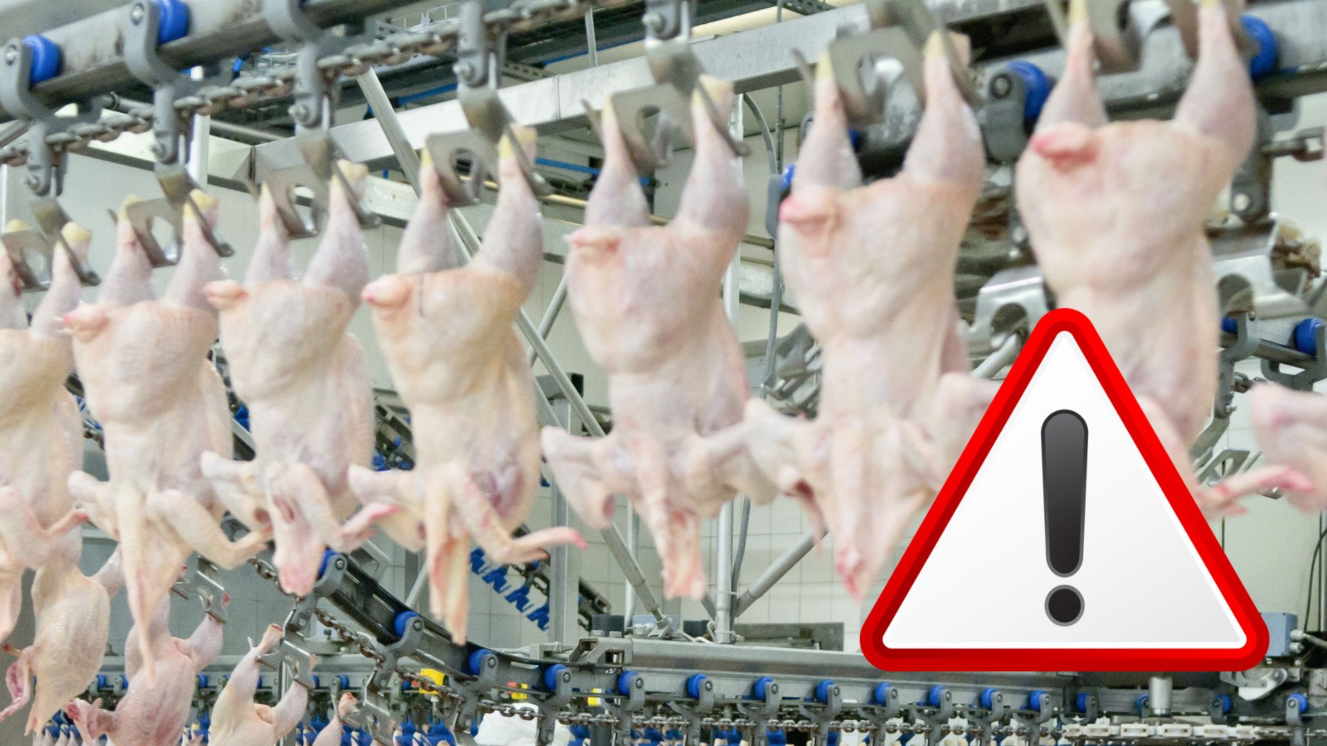 V hydine na Slovensku našli salmonelu