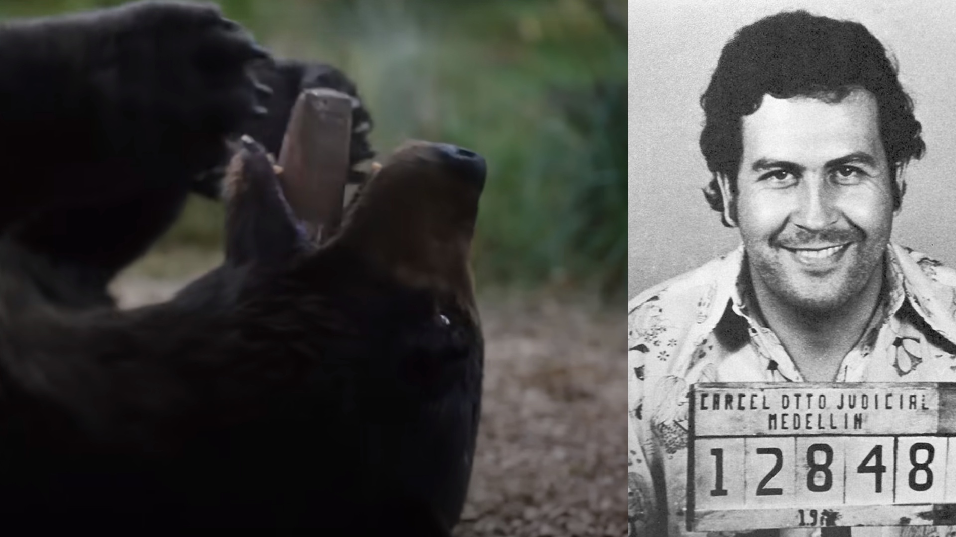 na snímke medveď a pablo escobar